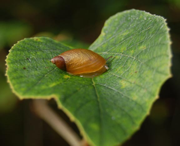 [snail002.jpg]