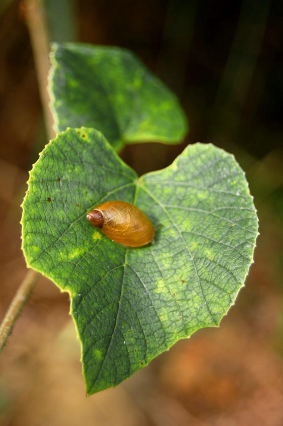 [snail001.jpg]