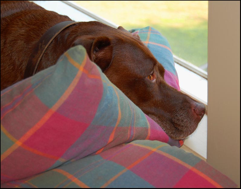 [websteronpillow.jpg]