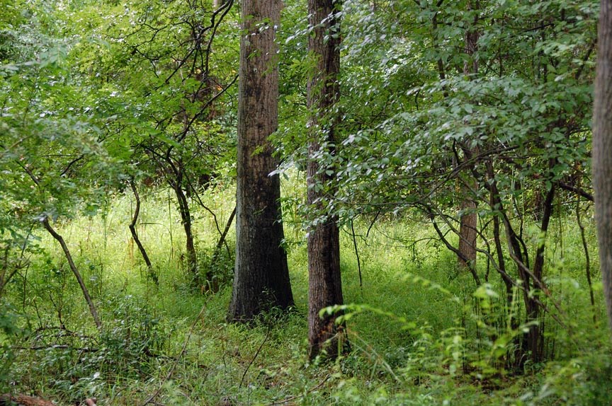 [woods+after+rain.jpg]