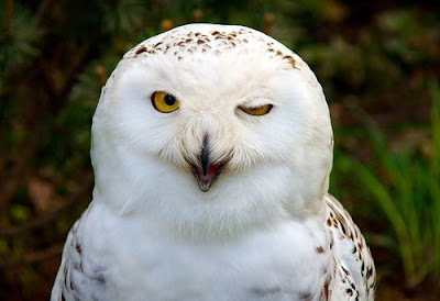 owl+wink.jpg