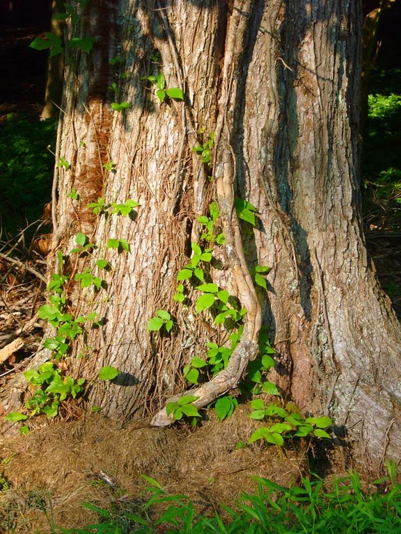 [poisonivytree.jpg]