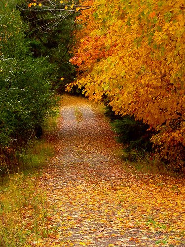 [fall_leaves_on_path.jpg]