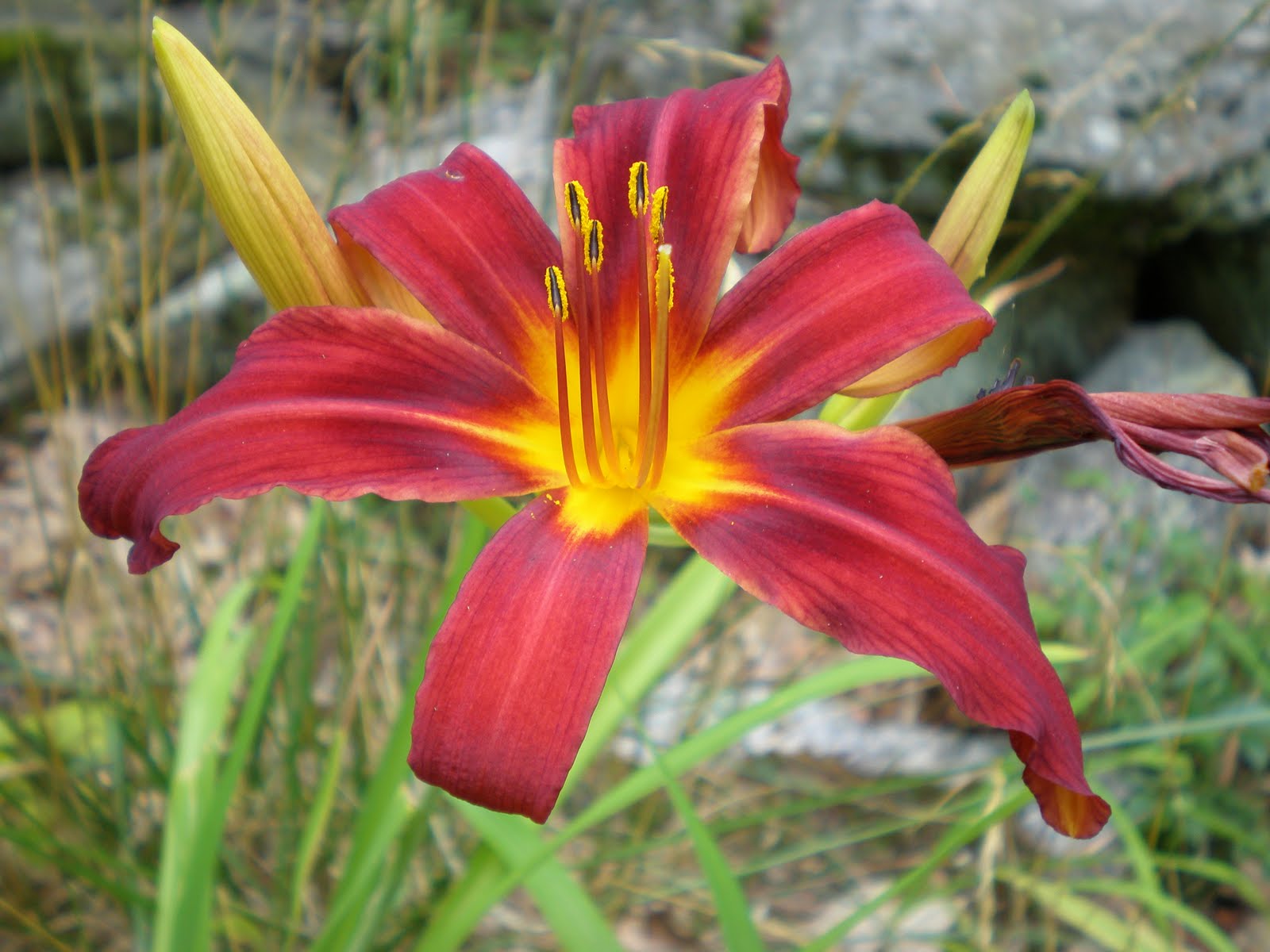 Dreaming of Asia in Texas Lilies