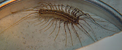 centipede benefits looking bug ugly things centipedes freaked child