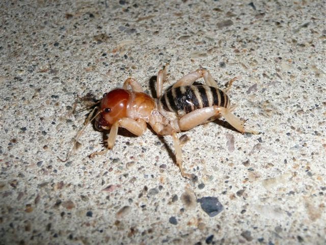 Ugly Overload Potato Bug Vs Puppy ugly-overload-potato-bug-vs-puppy