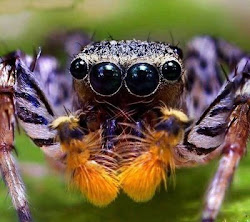 spider eyes jumping spiders scary close face eyed ugly vision dark popgive via into closeup he