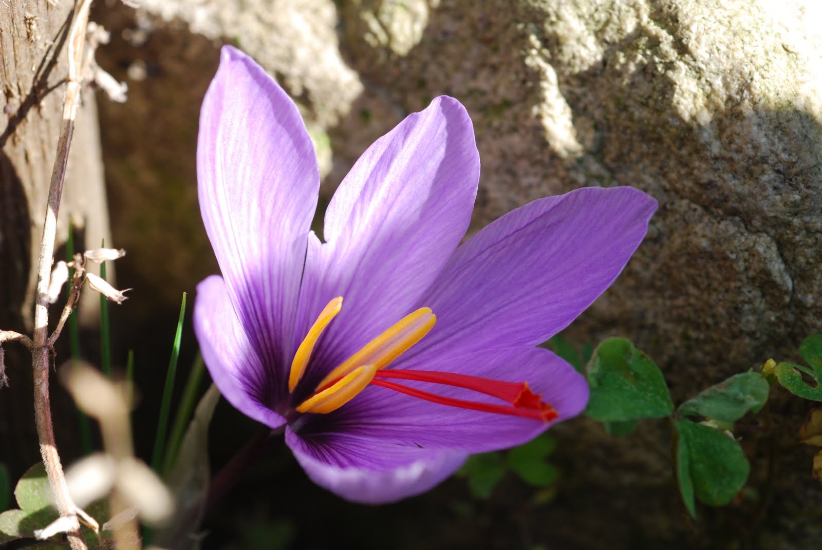 Цветущий шафран. Рокус (Шафран) посевной (Crocus sativus). Крокус шафранный цветок. Крокус сативус Шафран. Крокус Шафран цветок.