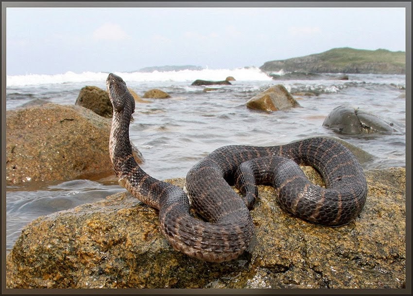 Змеи в анапе в море. Морская змея в черном море. Морские змеи Утриш. Морская змея в Анапе. Морские змеи в Анапе.