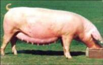 TECNOLOGOS EN PRODUCCION PECUARIA 2008-2009 SENA: RAZAS DE CERDOS