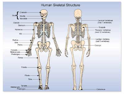 essay skeleton structure Skeleton outline (sept2011) name by writers to gather thoughts so that they can be clearly laid out in an essay or and outline skeleton are. essay skeleton structure Skeleton outline (sept2011) name by writers to gather thoughts so that they can be clearly laid out in an essay or and outline skeleton are.