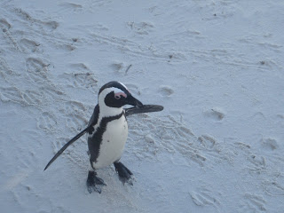 chapman's peak