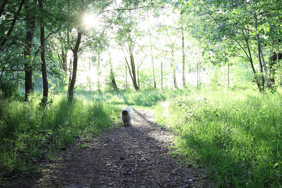 Swedstralia Bringing your dogs from Australia to Sweden