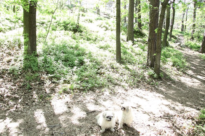 Swedstralia Bringing your dogs from Australia to Sweden