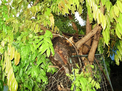 Jardinería e Imagen: AL ÁRBOL DEBEMOS...