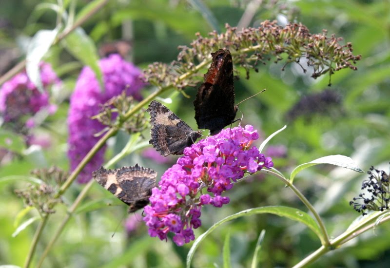 Daffodil Planter Invasive plants on the lam