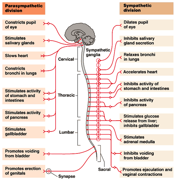 MEDICAL SITE DEVELOPMENT OF CNS