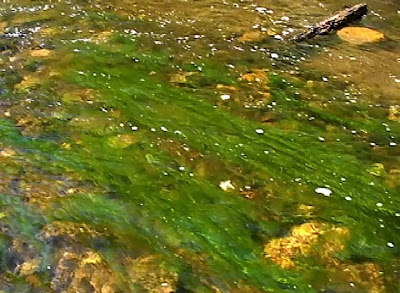 koi-pond-algae-on-rocks-6.jpg