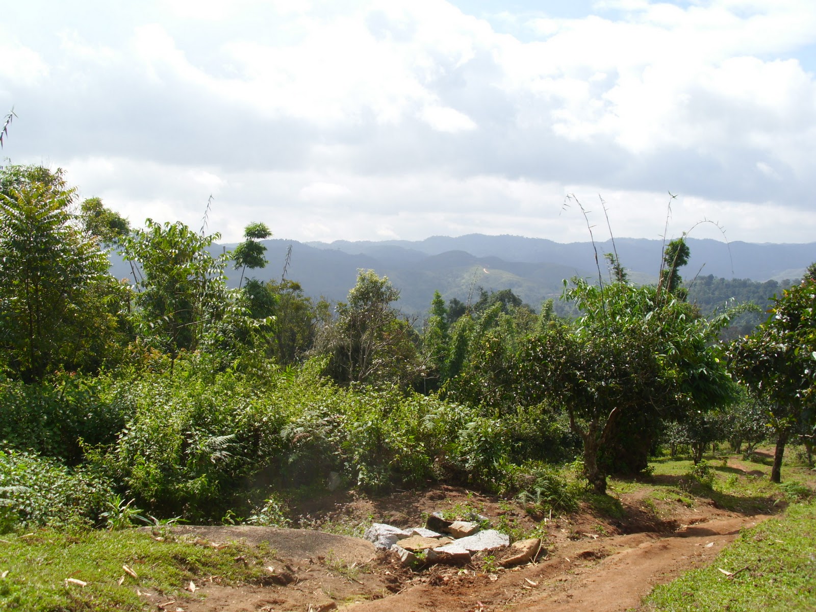 Bannablog Lao Ban Zhang