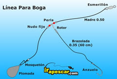 Boga (Mar y rio). Información. Fon-Fishing.