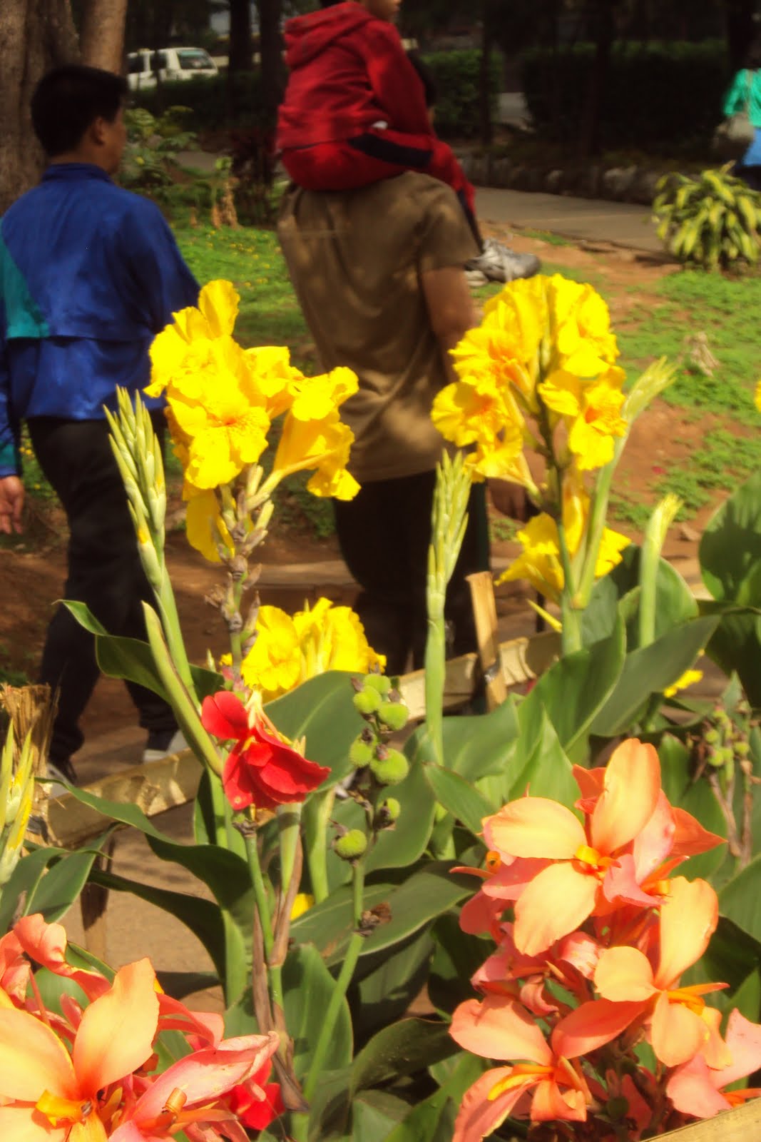 Orchids and other Variety of Flowers Bandera Española