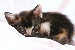 kitten sleeping