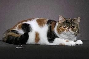 Brown Classic Torbie and White Cat