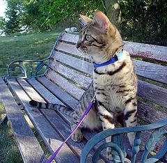 Bengal Cat on a leash