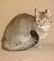 Jaguarundi Curl cat