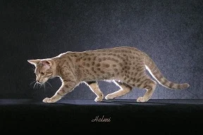blue spotted tabby cat