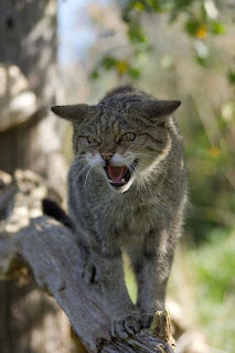 Scottish Wildcat hissing