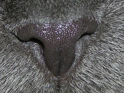 Влажный нос у кошки. Кошачий нос.
