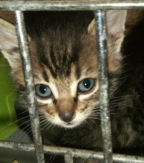 cat in a cat shelter