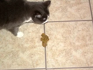 cat vomiting