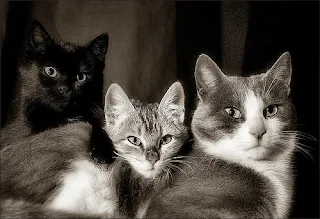 three healthy cats