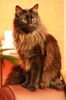 Norwegian Forest Cat