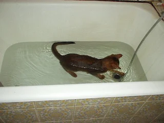 Abyssinian cat in water