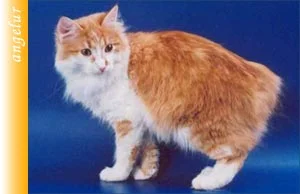 Karelian Bobtail cat