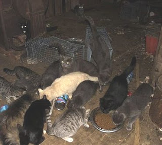 cat hoarding lots of cats