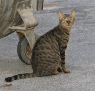 Bahraini Dilmun Cat