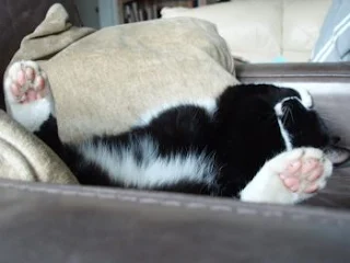 stray cat black and white tuxedo