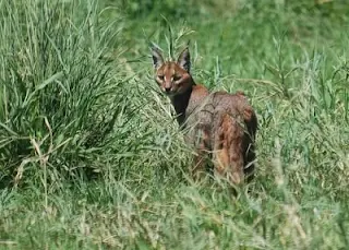 Caracal cat - a wildcat