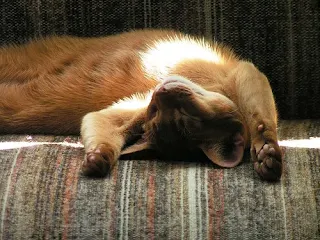 Ethiopian cat Abyssinian cat