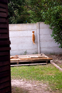 cat climbing a wall