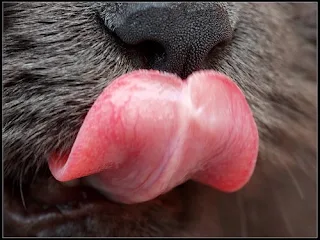 the tongue of a cat