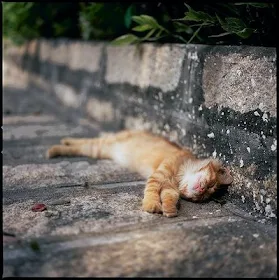 Cat in China sleeping