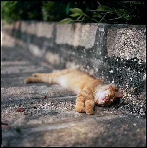 Blog About Cats China Animal Welfare Blog About Cats China Animal Welfare