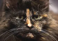 tortoiseshell cat face