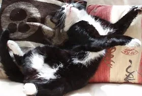 Black Tuxedo cat lying on back