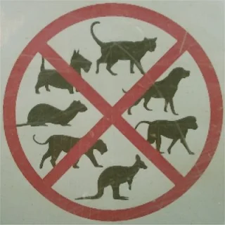 rabies sign